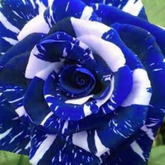10 Thai Blue Star Adenium obesum Double layer (Desert Rose) Bonsai Seeds Fresh Flower New Seeds (Original Thai Seeds)